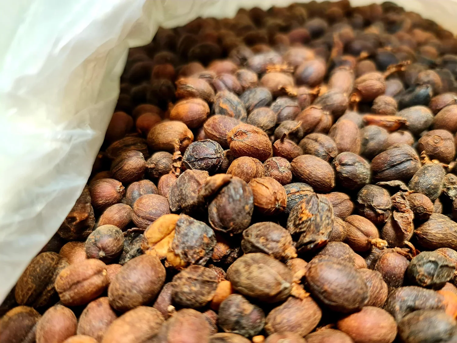 Merleaku - Thailand