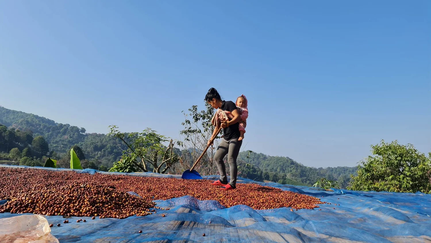 Merleaku - Thailand