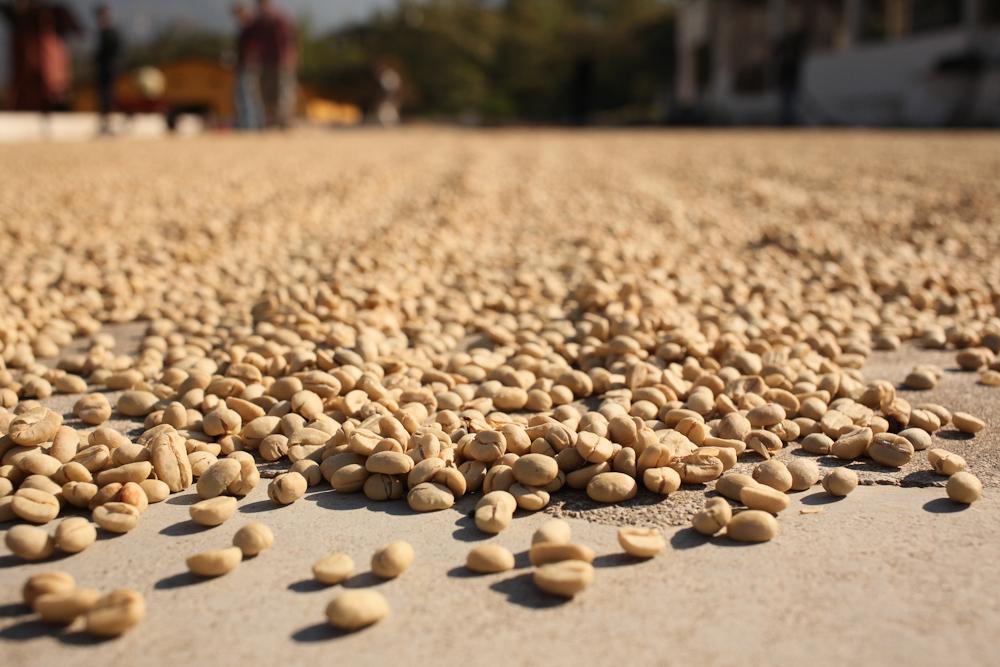 Coffee Processing