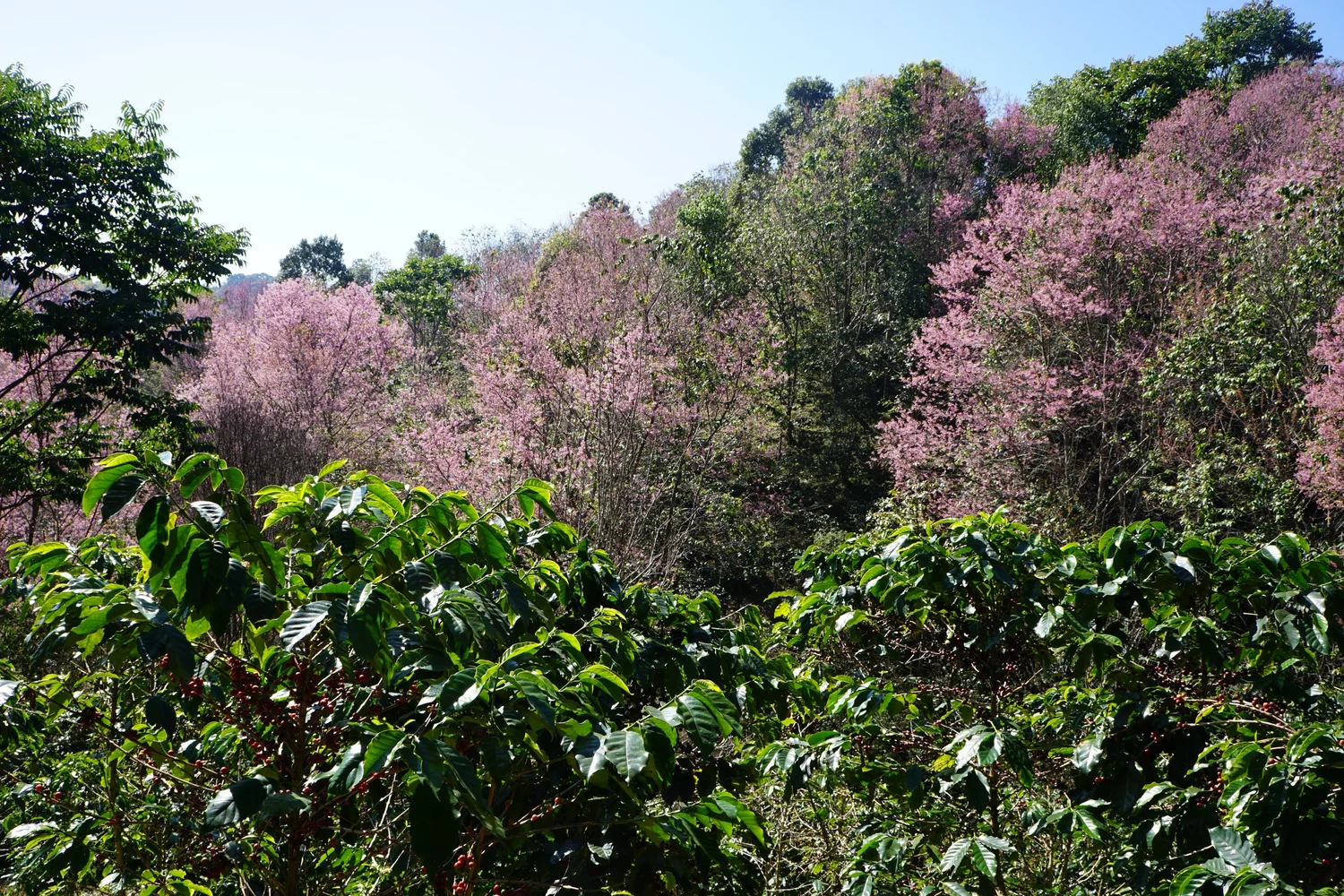 Merleaku - Thailand