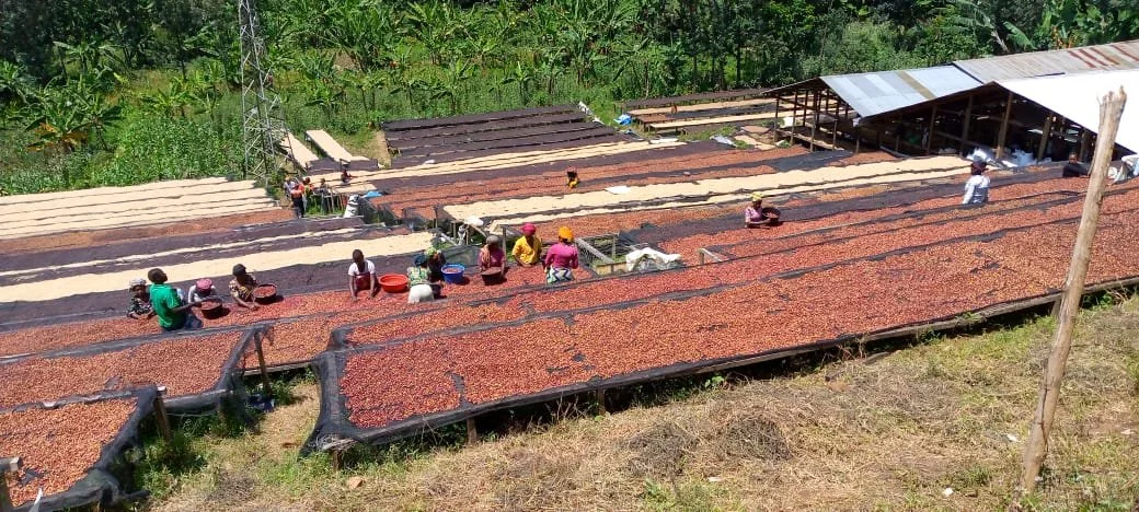 Katana - DRC