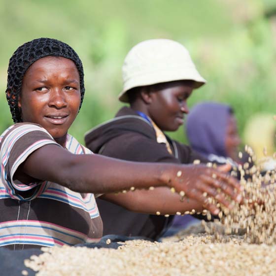 Café des Mamas - Rwanda