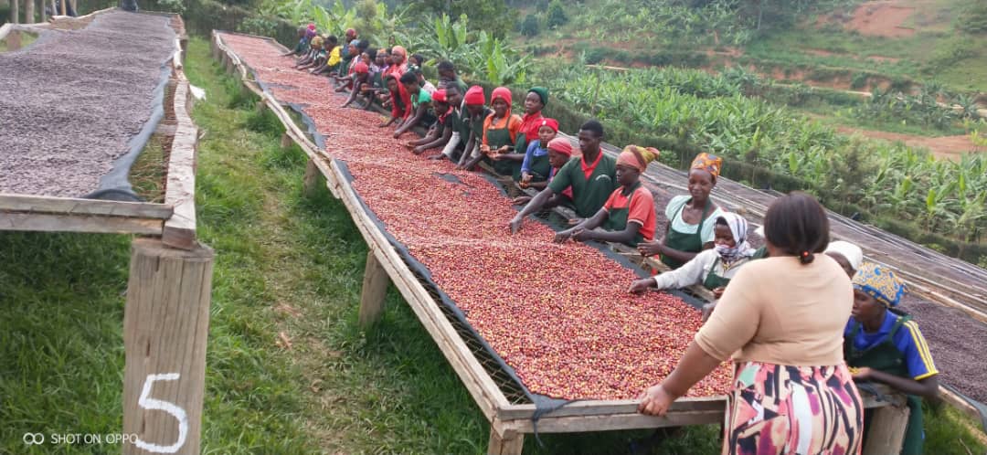 Café des Mamas - Rwanda