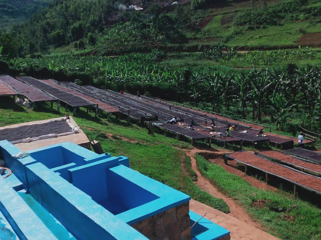 Café des Mamas - Rwanda