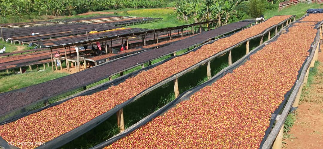 Café des Mamas - Rwanda