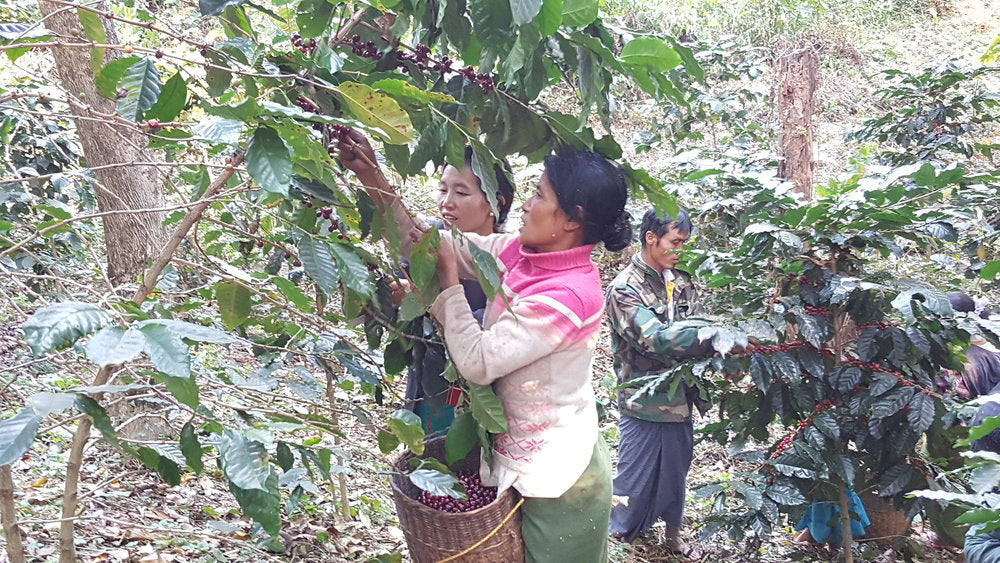 Pha Yar - Myanmar