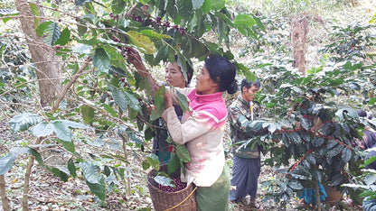 Pha Yar - Myanmar